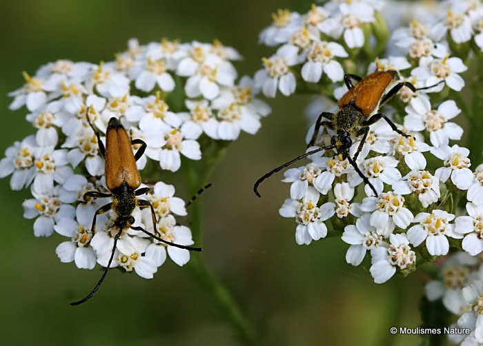 Longhorn Beetle sp. Brachyleptura fulva