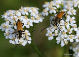 Longhorn Beetle sp. Brachyleptura fulva