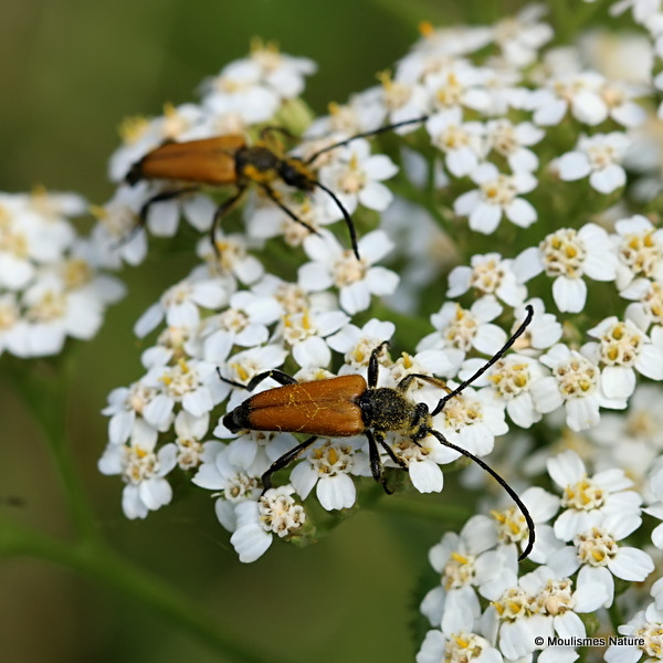 Longhorn Beetle sp. Brachyleptura fulva
