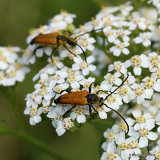 Longhorn Beetle sp. Brachyleptura fulva