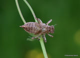 Black-tailed Skimmer (Orthetrum cancellatum)