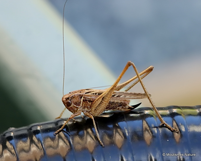Brown-spotted Bush-cricket (Tessellana t. tessellata)