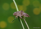 Black-tailed Skimmer (Orthetrum cancellatum)