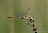 Red-veined Darter (Sympetrum fonscolombii) F
