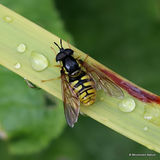 Large Wasp Hoverfly (Chrysotoxum cautum) M