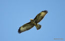 Buteo buteo juv