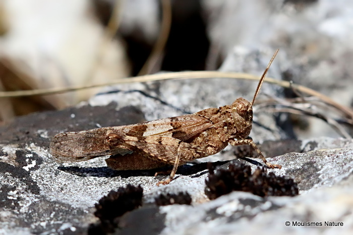 Blue-winged Grasshopper (Oedipoda c. caerulescens) M