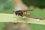 Large Wasp Hoverfly (Chrysotoxum cautum) M