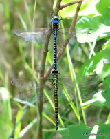 Southern Migrant Hawkers (Aeshna affinis)