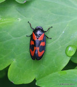 Black and Red Froghopper (Cercopis vulnerata)