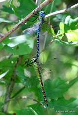 Southern Migrant Hawkers (Aeshna affinis)