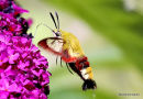 Broad-bordered Bee Hawkmoth (Hemaris fuciformis)