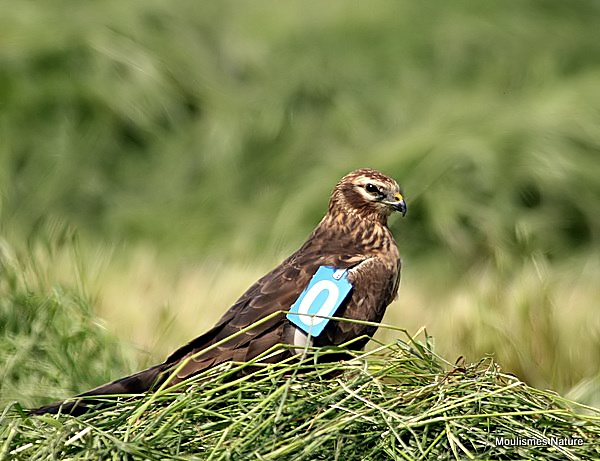 Montagu's Harrier (Circus pygargus) F-Imm