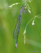 Azure Damselfly (Coenagrion puella) M-Imm