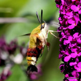 Broad-bordered Bee Hawkmoth (Hemaris fuciformis)