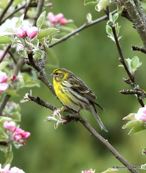 European Serin (Serinus serinus) M