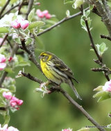 European Serin (Serinus serinus) M
