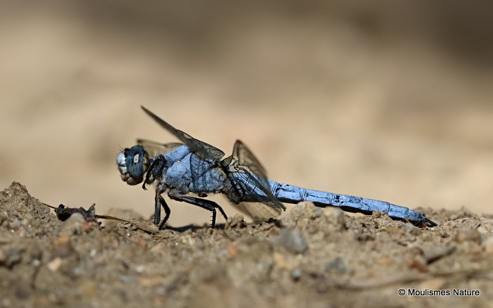 Southern Skimmer (Orthetrum brunneum) M