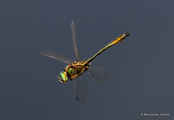 Downy Emerald (Cordulia aenea) M