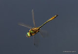 Downy Emerald (Cordulia aenea) M
