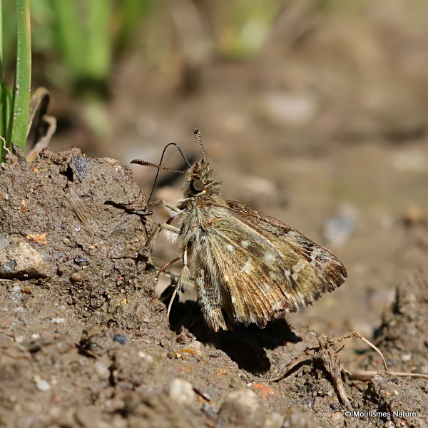 Mallow Skipper (Carcharodus alceae)
