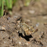 Mallow Skipper (Carcharodus alceae)