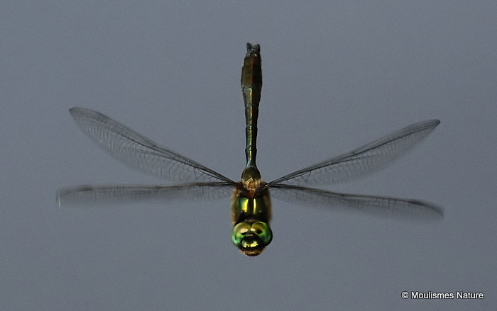 Downy Emerald (Cordulia aenea) M