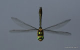 Downy Emerald (Cordulia aenea) M
