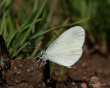 Wood White (Leptidea sinapis)