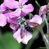 Violet-winged Mining-bee (Andrena agilissima) M
