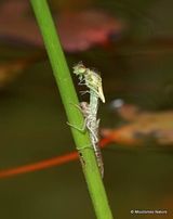 Unidentified damselfly (Zygoptera) sp.