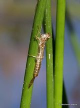 Unidentified damselfly (Zygoptera) sp.
