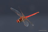 Red-veined Darter (Sympetrum fonscolombii) M