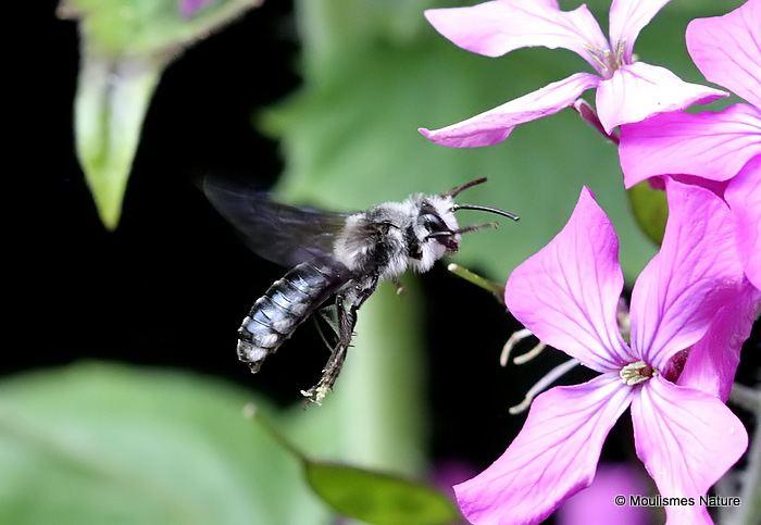 Violet-winged Mining-bee (Andrena agilissima) M