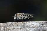 Horsefly (Tabanidae) sp.