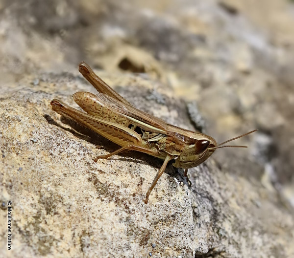 Elegant Straw Grasshopper (Euchorthippus elegantulus) F