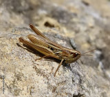 Elegant Straw Grasshopper (Euchorthippus elegantulus) F