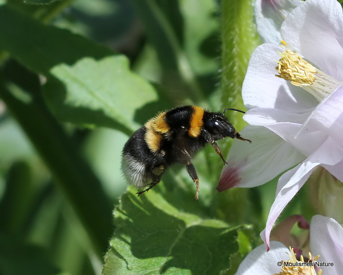 Large Garden Bumblebee (Bombus ruderatus)