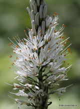 Asphodelus albus, White asphodel