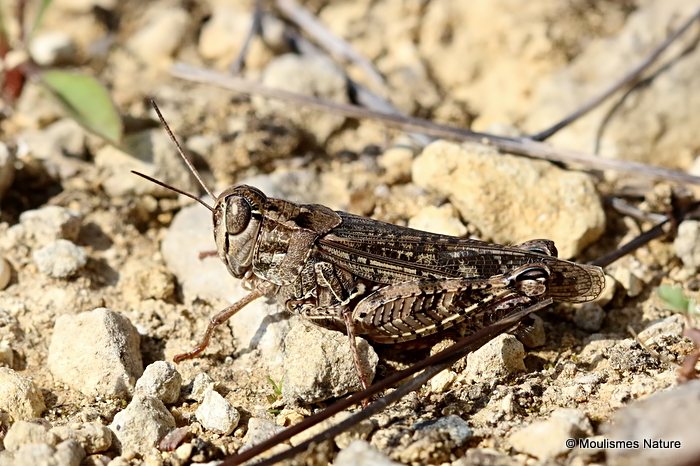 Italian Locust (Calliptamus i. italicus)