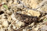 Italian Locust (Calliptamus i. italicus)