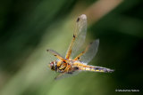 Four-spotted Chaser (Libellula quadrimaculata) M