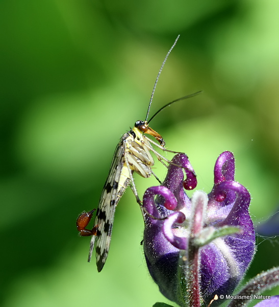 Scorpion Fly (Panorpa meridionalis) M