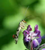 Scorpion Fly (Panorpa meridionalis) M