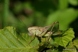 Grey Bush-cricket (Platycleis a. albopunctata) F nymph