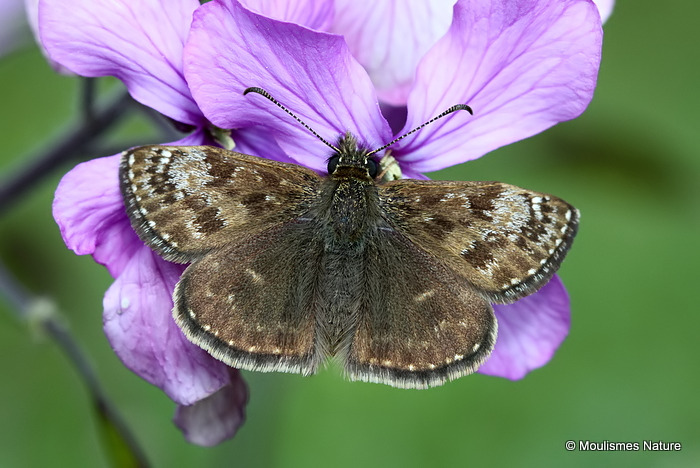 Dingy Skipper (Erynnis tages) F