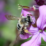 Yellow-legged Mining Bee (Andrena flavipes)