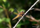 Scarce Chaser (Libellula fulva) F-imm