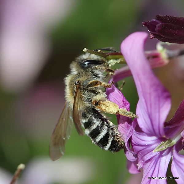 Yellow-legged Mining Bee (Andrena flavipes)