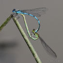 Goblet-marked Damselflies (Erythromma lindenii)